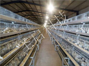 山东畜禽养殖控制系统,畜禽养殖舍视频监控系统