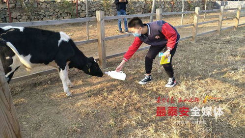 泰安一中学生走进金兰休闲观光牧场科普基地,在劳动中增长学识