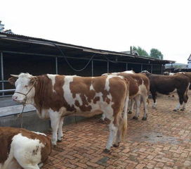 滦南鲁西黄牛肉牛犊多少钱一头